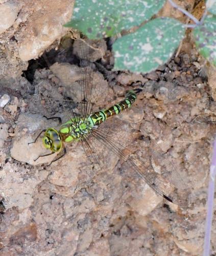 Aeshna cyanea